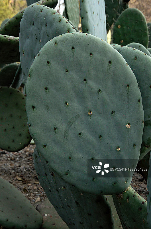 车轮仙人掌图片素材