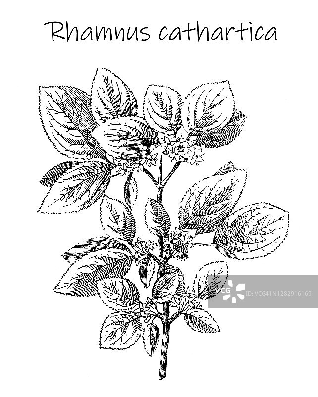 植物学古老雕刻插图：普通鼠李图片素材