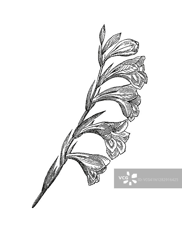 植物学古版画：唐菖蒲 - 多年生球茎开花植物图片素材