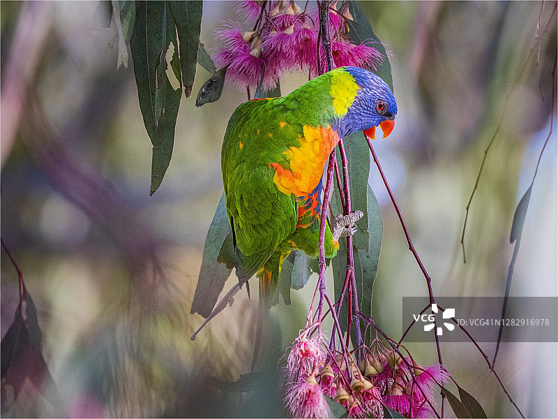 澳大利亚维多利亚州的彩虹鹦鹉图片素材