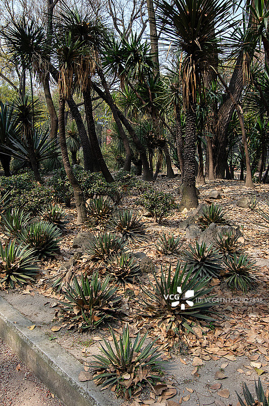 种植龙舌兰和丝兰树的干旱花园图片素材