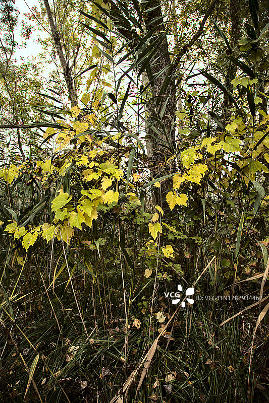 秋季雾天的公园图片素材