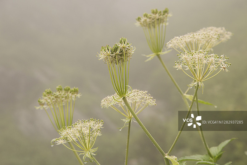 喜马拉雅山脉鲜花谷中的当归花图片素材