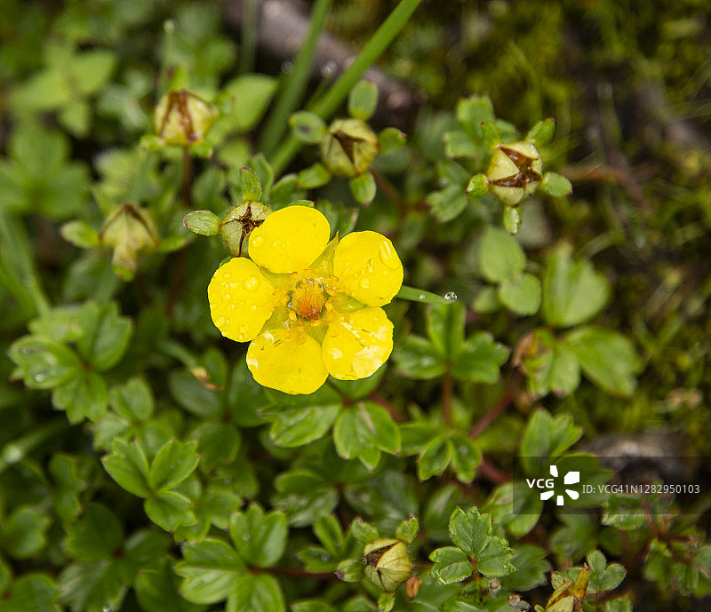 小叶委陵菜：喜马拉雅山谷之花图片素材