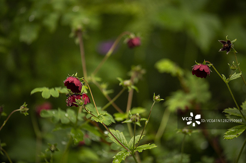 喜马拉雅山谷中生长的 potentilla atrosanguinea图片素材