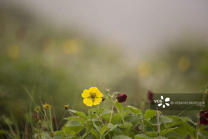 小叶委陵菜和暗红委陵菜，喜马拉雅委陵菜生长在喜马拉雅山脉的花谷中图片素材