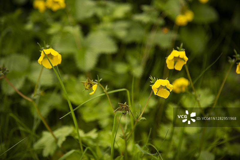 小叶委陵菜：喜马拉雅山谷之花图片素材