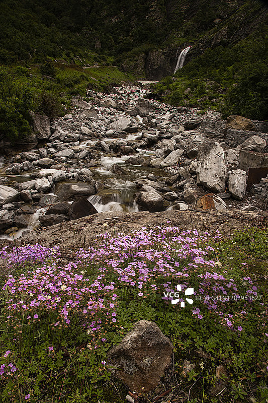 喜马拉雅点地梅生长在喜马拉雅山脉花谷的溪流旁图片素材