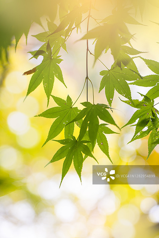 半透明绿色枫叶枝条图片素材