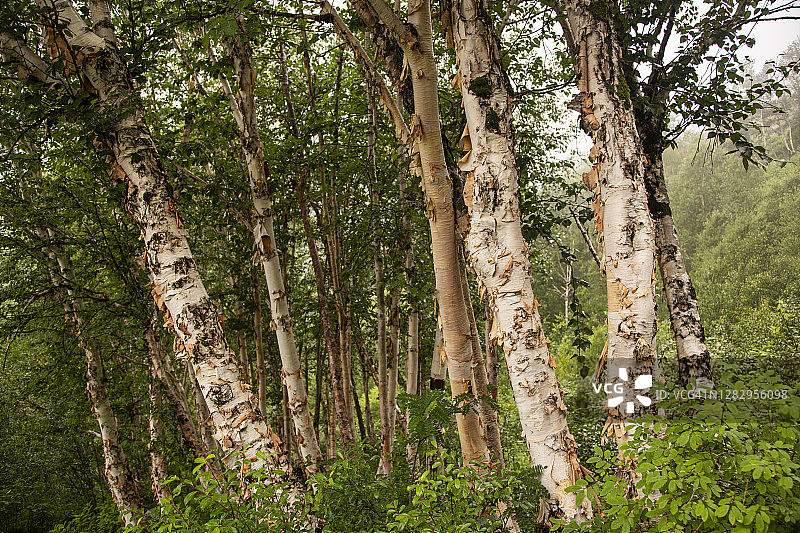 喜马拉雅山谷花谷中生长的桦树纸质树干图片素材