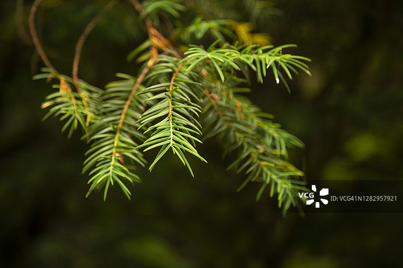 喜马拉雅山脉鲜花谷的银杉树叶图片素材