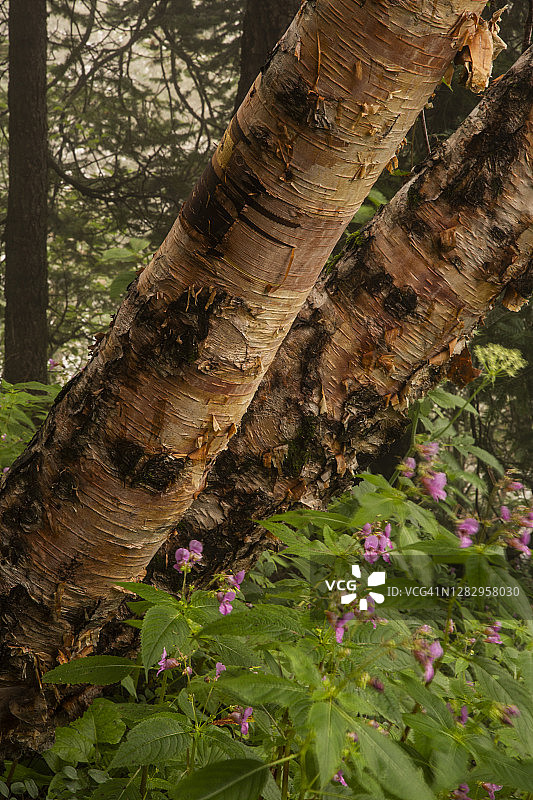 喜马拉雅山谷中的白桦树图片素材