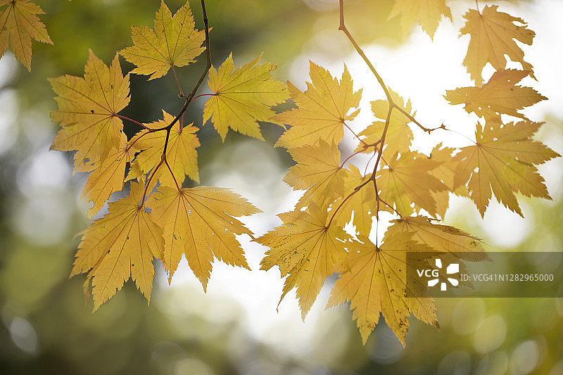 充满活力的黄色半透明枫叶。图片素材