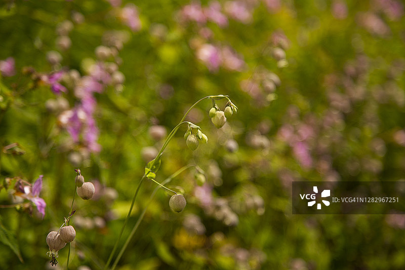 蝇子草图片素材