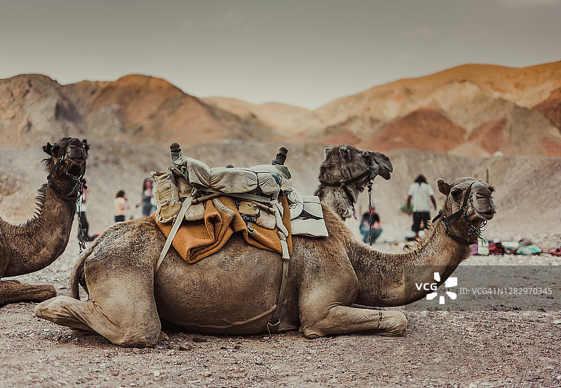 以色列提姆纳公园沙漠中休息的骆驼图片素材