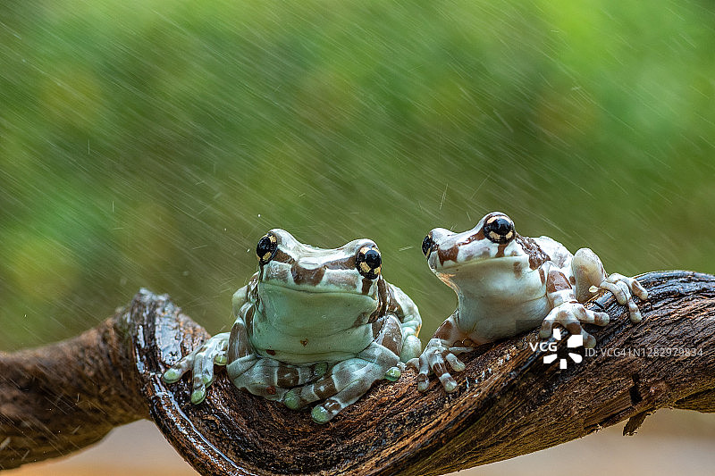两只亚马逊牛奶蛙在印尼雨中的树枝上图片素材