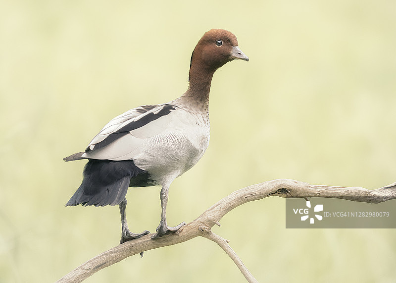 栖息在树枝上的成年雄性澳洲木鸭图片素材