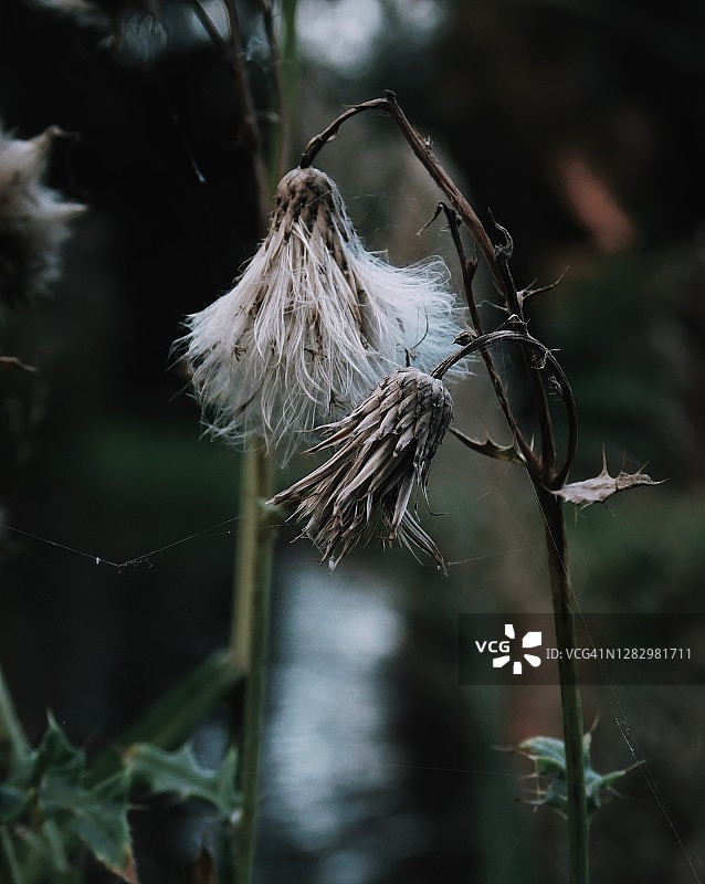 秋季氛围图片素材
