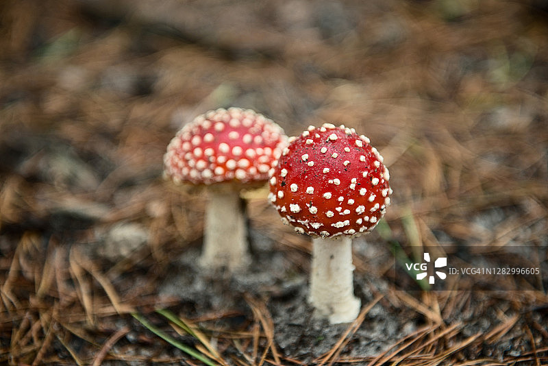 田野上的毒蝇伞蘑菇特写图片素材