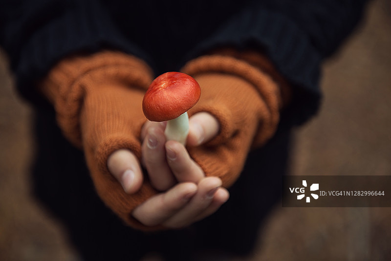 手中的红帽红菇特写图片素材
