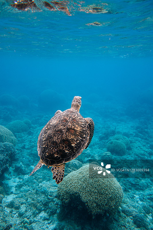 日本清澈蓝色热带水域中畅游的绿海龟图片素材