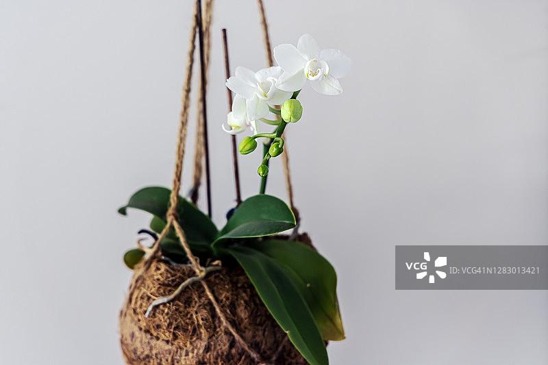 室内开花的蝴蝶兰，悬挂在门口附近的椰子壳花盆中图片素材