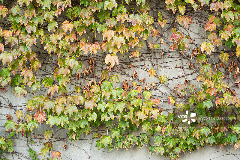 树叶墙图片素材