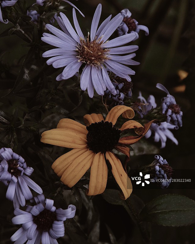 秋季氛围图片素材