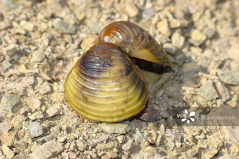 亚洲蛤蜊图片素材