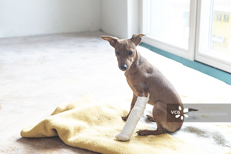 腿部骨折打着石膏的小狗看着镜头图片素材