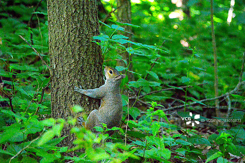 东部灰松鼠图片素材
