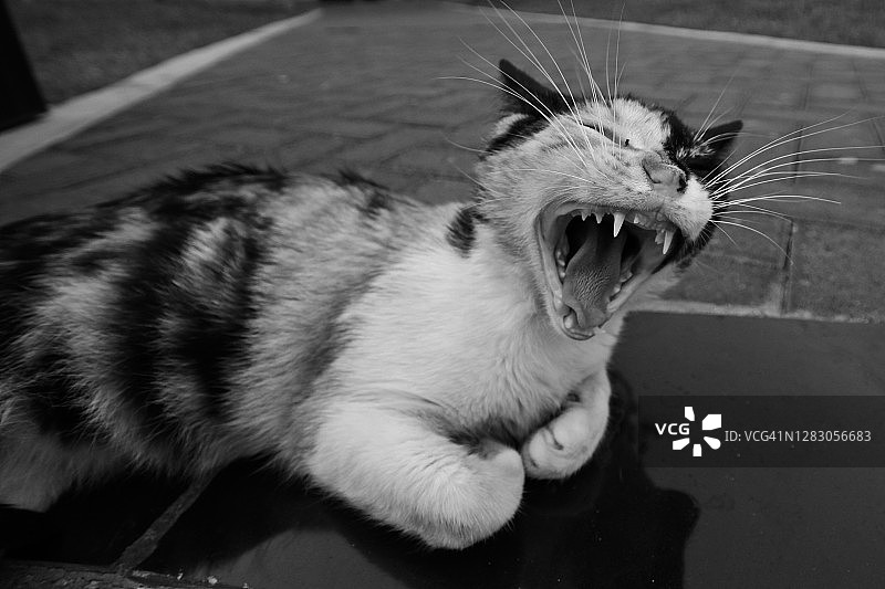 打哈欠的猫图片素材