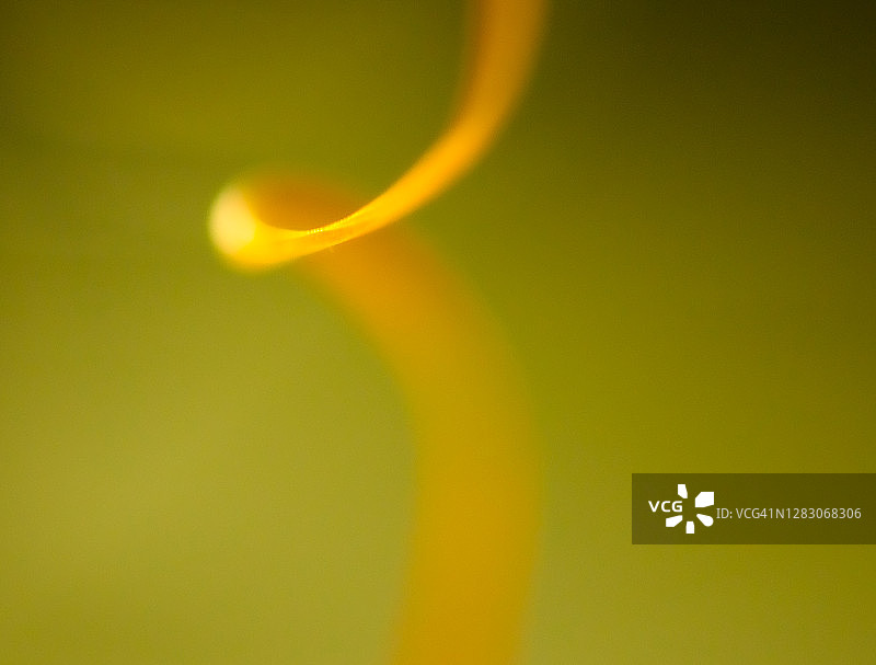 卷曲的干草叶图片素材