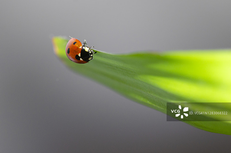 春天的瓢虫图片素材