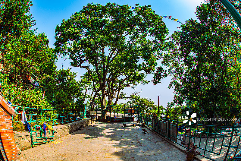 加德满都斯瓦扬布纳特寺的猴子和树木，尼泊尔图片素材