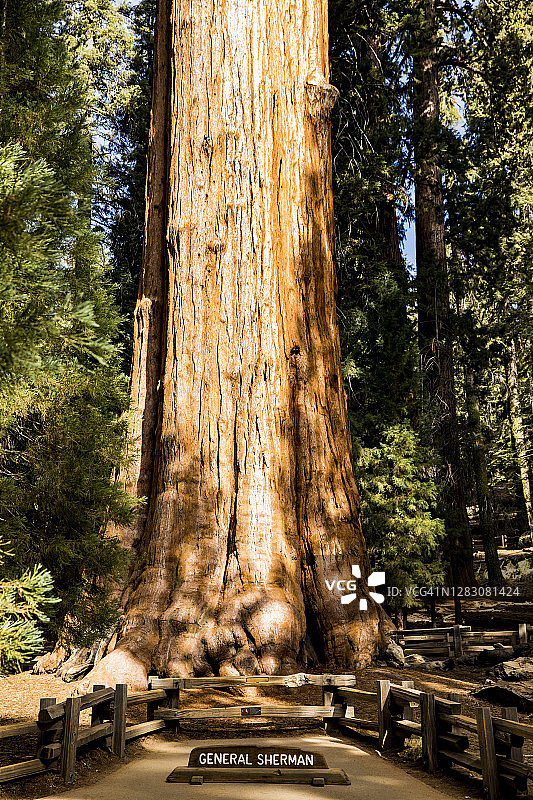 谢尔曼将军树图片素材