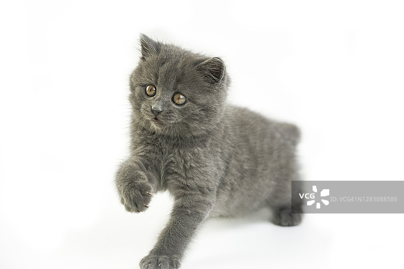白色背景上的灰色小猫图片素材