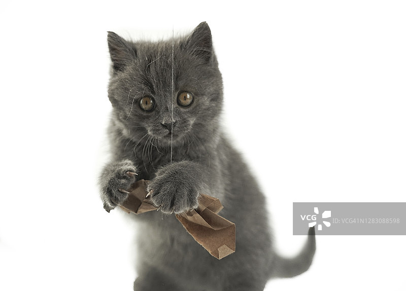 白色背景上的灰色小猫图片素材