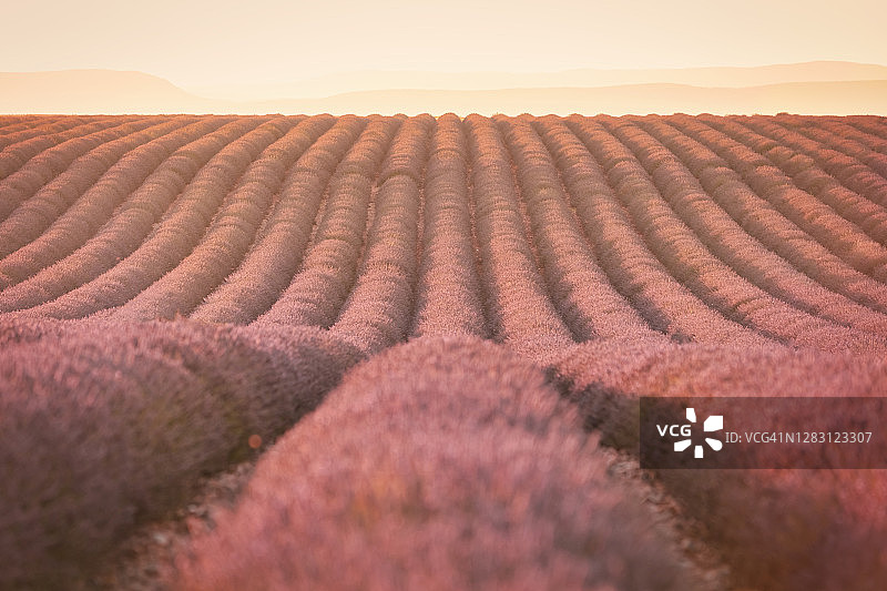 瓦朗索尔薰衣草田：普罗旺斯黄昏景色图片素材