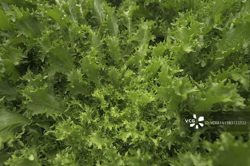 水培植物图片素材