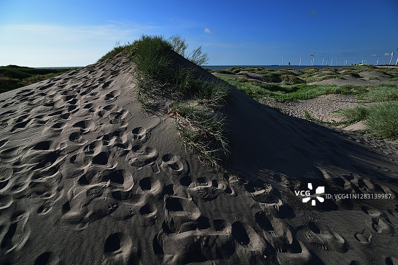 滨海刺图片素材