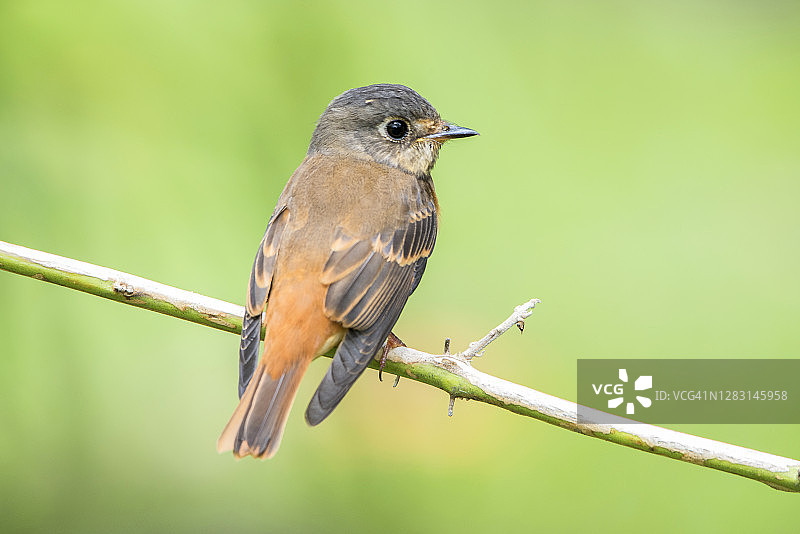 红褐姬鹟图片素材