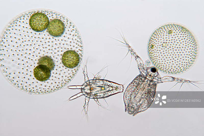 淡水浮游生物图片素材