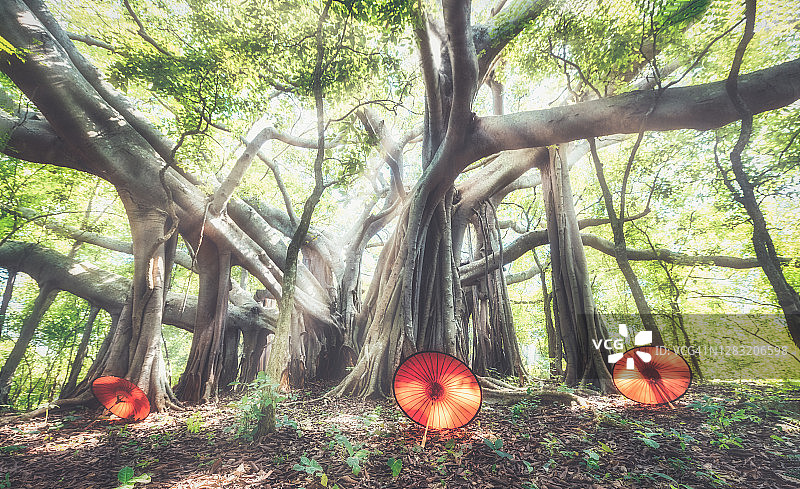 绿意森林中的树根与阳光图片素材