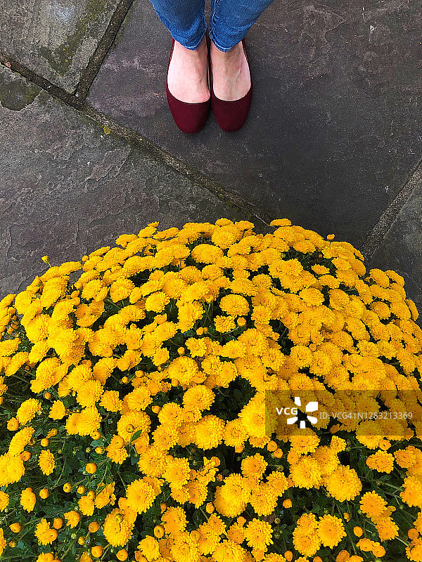 女人站在一朵大黄菊花前图片素材
