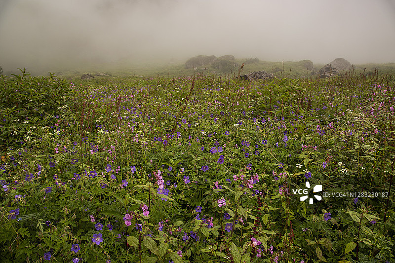 喜马拉雅山脉鲜花谷的雾中草地，盛开着老鹳草、委陵菜和凤仙花图片素材