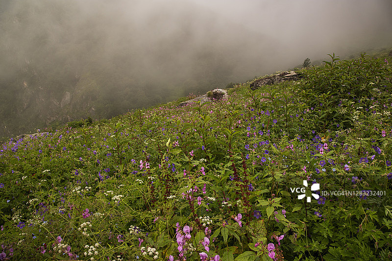喜马拉雅山脉鲜花谷的雾中草地，盛开着老鹳草、委陵菜和凤仙花图片素材