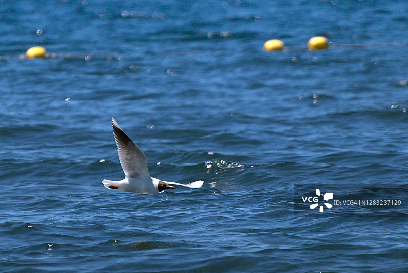 巴塔哥尼亚湖面上飞行的富兰克林海鸥图片素材