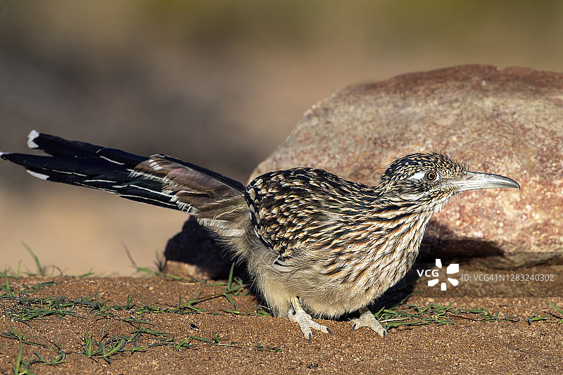 走鹃蹲伏在岩石前图片素材