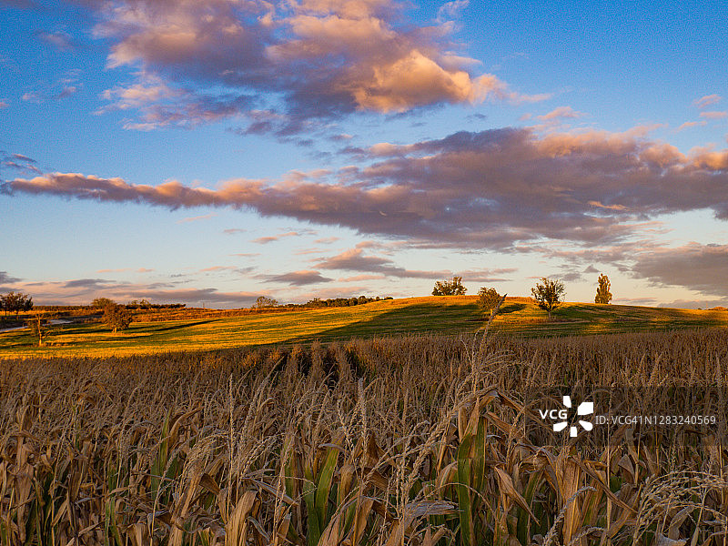 准备收割的农田，背景是草地、树木和蓝天白云图片素材